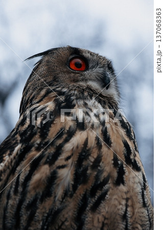 A majestic Eurasian eagle-owl perched on a tree branch surrounded by vibrant autumn colors. 137068363