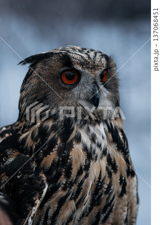 A majestic Eurasian eagle-owl perched on a tree branch surrounded by vibrant autumn colors. A majestic Eurasian eagle-owl perched on a tree branch surrounded by vibrant autumn colors. 137068451