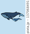 Whale Family Illustration 137068491
