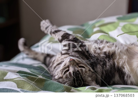 ベッドで昼寝する猫 137068503