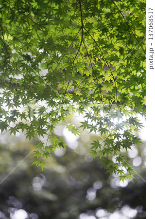 新緑の青紅葉と自然光の背景素材 新緑の青紅葉と自然光の背景素材 137068517
