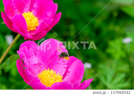 シャクヤクの花に飛来するハナアブと潜むクモの自然生態 シャクヤクの花に飛来するハナアブと潜むクモの自然生態 137068582