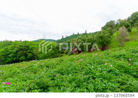新緑の山々に囲まれた斜面に広がるシャクヤク畑の風景 新緑の山々に囲まれた斜面に広がるシャクヤク畑の風景 137068584