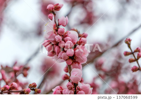 開花を待つ桃色の梅の蕾と花 137068599