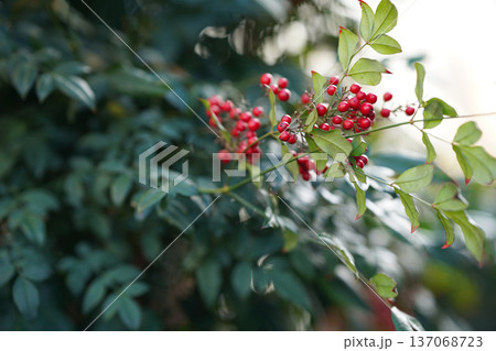 南天の実と自然光の和風のイメージ 南天の実と自然光の和風のイメージ 137068723