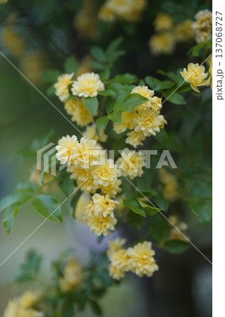 庭に咲く木工薔薇 137068727