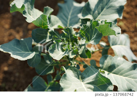 畑で栽培されているブロッコリー 137068742