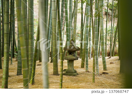 竹林の中にあるお寺の竹林 137068747