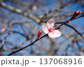 Pink spring blossom flower on tree branch with blue sky background 137068916