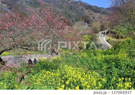 【愛媛県】晴天の七折梅園の眺望 【愛媛県】晴天の七折梅園の眺望 137068937