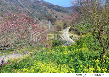 【愛媛県】晴天の七折梅園の菜の花と梅林 137068942