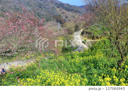 【愛媛県】晴天の七折梅園の菜の花と梅林 137068943