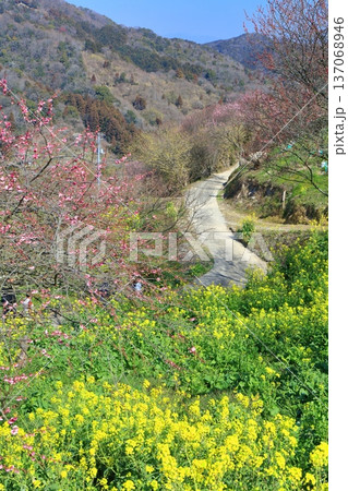【愛媛県】晴天の七折梅園の菜の花と梅林 137068946