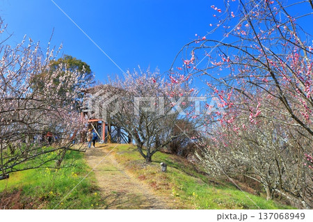 【愛媛県】晴天の七折梅園の展望台と梅林 【愛媛県】晴天の七折梅園の展望台と梅林 137068949