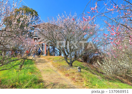 【愛媛県】晴天の七折梅園の展望台と梅林 【愛媛県】晴天の七折梅園の展望台と梅林 137068951