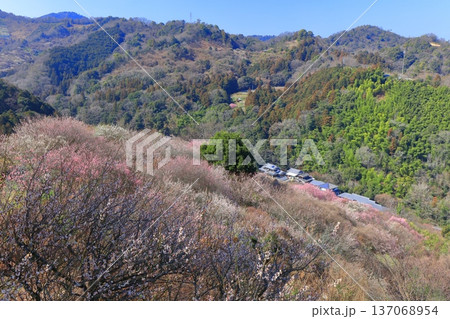 【愛媛県】晴天の七折梅園の眺望 137068954
