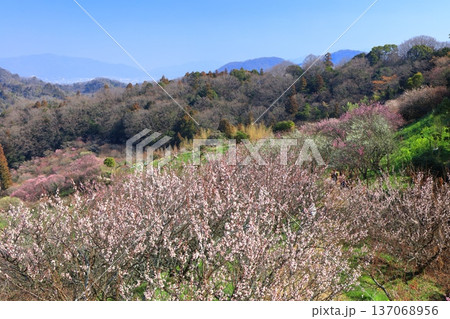 【愛媛県】晴天の七折梅園の眺望 【愛媛県】晴天の七折梅園の眺望 137068956