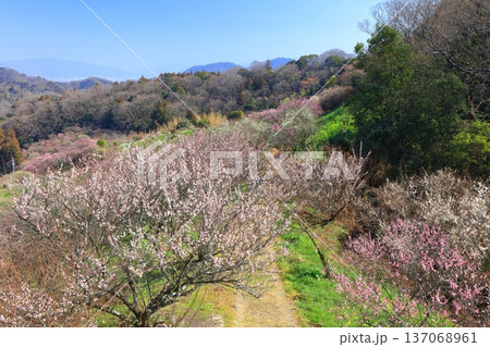 【愛媛県】晴天の七折梅園の眺望 【愛媛県】晴天の七折梅園の眺望 137068961