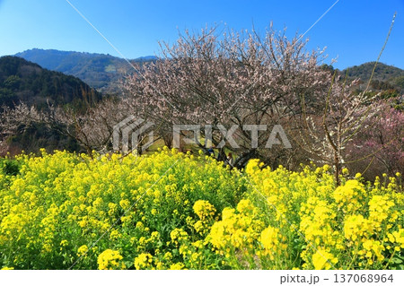 【愛媛県】晴天の七折梅園の菜の花と梅林 137068964