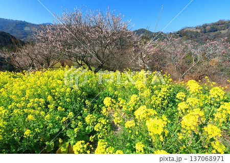 【愛媛県】晴天の七折梅園の菜の花と梅林 137068971