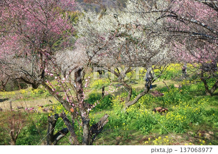 【愛媛県】晴天の七折梅園の菜の花と梅林 137068977