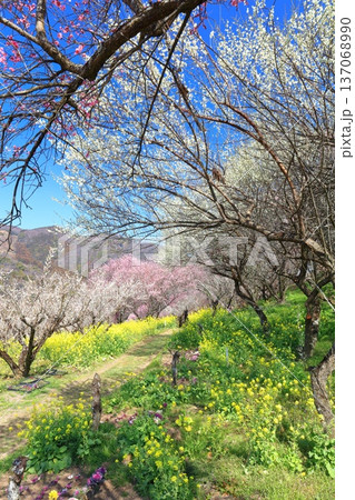 【愛媛県】晴天の七折梅園の菜の花と梅林 137068990