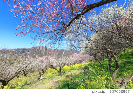 【愛媛県】晴天の七折梅園の菜の花と梅林 137068997