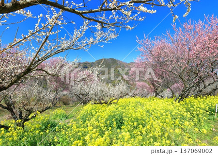 【愛媛県】晴天の七折梅園の菜の花と梅林 137069002