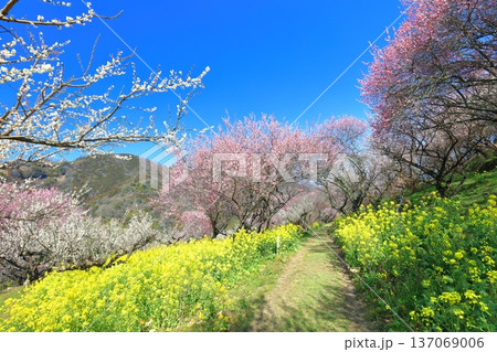【愛媛県】晴天の七折梅園の菜の花と梅林 137069006