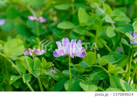 春の野原を彩るピンクと白のレンゲソウ 137069024