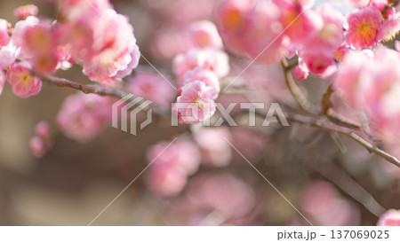 春の訪れを告げる梅の花 137069025