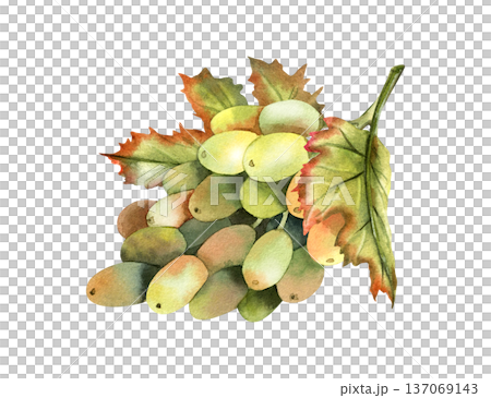 Hand drawn watercolor grape branch, grapevine with leaves. Hand drawn watercolor grape branch, grapevine with leaves. 137069143
