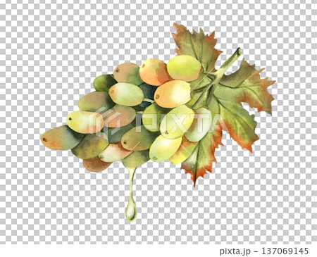 Watercolor lush grape vine with drop of oil, side view. Branch of green grape with leaves. Freshly pressed, natural ingredient. For cold-pressed oil label, cosmetic packaging, design. Isolated object Watercolor lush grape vine with drop of oil, side view. Branch of green grape with leaves. Freshly pressed, natural ingredient. For cold-pressed oil label, cosmetic packaging, design. Isolated object 137069145