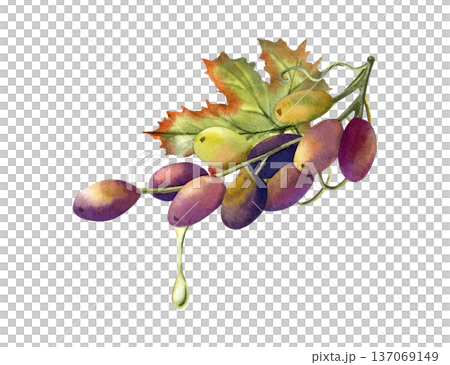 Ripe black grapes with a drop of oil. Ripe black grapes with a drop of oil. 137069149