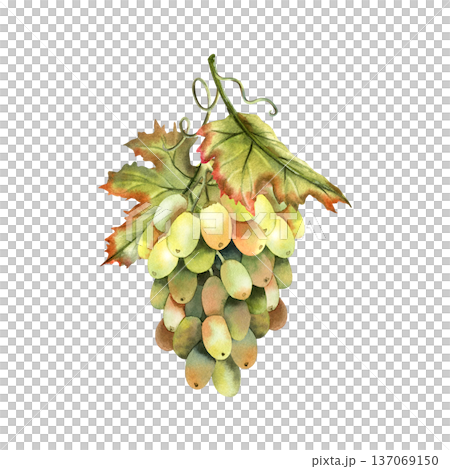 Watercolor grape branch, grapevine with leaves. 137069150