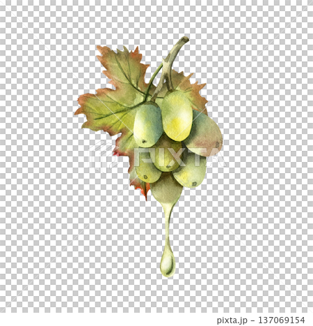 Grape seed oil drips from a juicy grape branch. Grape seed oil drips from a juicy grape branch. 137069154