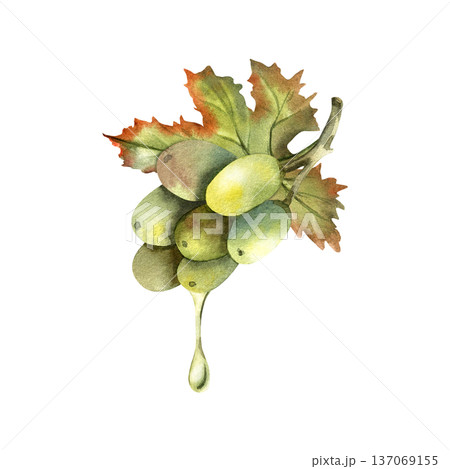 Grape seed oil drips from a juicy grape branch. Grape seed oil drips from a juicy grape branch. 137069155