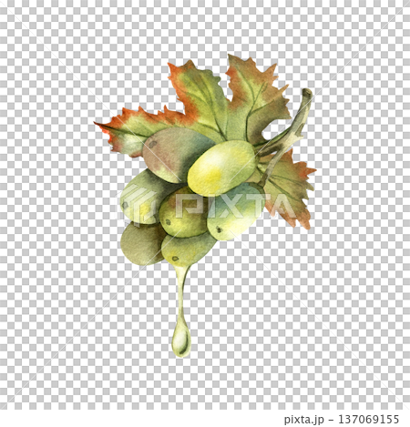 Grape seed oil drips from a juicy grape branch. Grape seed oil drips from a juicy grape branch. 137069155