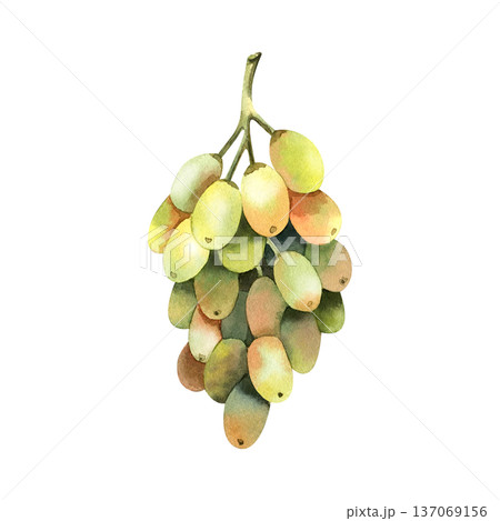 Watercolor illustration of green grape branch isolated on white background. Watercolor illustration of green grape branch isolated on white background. 137069156