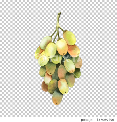 Watercolor illustration of green grape branch isolated on white background. Watercolor illustration of green grape branch isolated on white background. 137069156