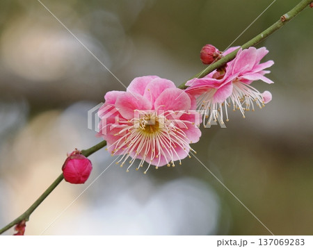 赤い梅の花 137069283