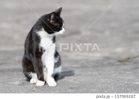 座って見つめる猫の視線　黒白猫 137069287