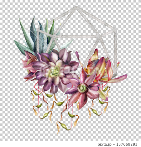 Succulent rosette plants, exotic Billbergia epiphyte vine in polygonal wire frame with layered foliage. Isolated illustration hand drawn in watercolor. Notebooks, contemporary interior decor products. 137069293