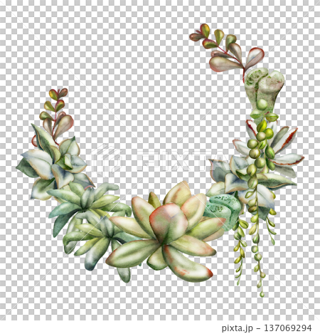 Echeveria, sedum, kalanchoe rosette and trailing succulent vines. Isolated illustration hand drawn in watercolor. Botanical wreath frame for wedding stationery, eco logos, wellness brand identity. 137069294
