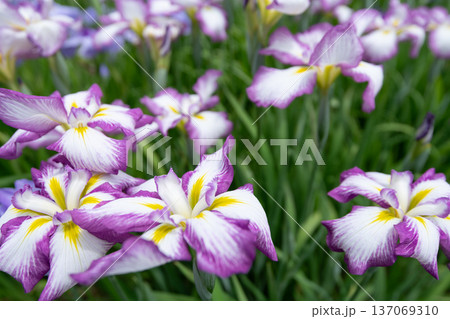 花菖蒲 花菖蒲 137069310