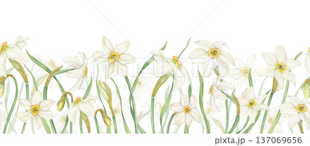 Watercolor Daffodils seamless horizontal banner on isolated background. Hand drawn spring white narcissus flowers in blossom Floral pattern for Easter textile, kitchen decor, web design. Watercolor Daffodils seamless horizontal banner on isolated background. Hand drawn spring white narcissus flowers in blossom Floral pattern for Easter textile, kitchen decor, web design. 137069656