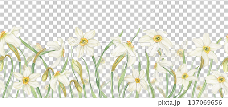 Watercolor Daffodils seamless horizontal banner on isolated background. Hand drawn spring white narcissus flowers in blossom Floral pattern for Easter textile, kitchen decor, web design. Watercolor Daffodils seamless horizontal banner on isolated background. Hand drawn spring white narcissus flowers in blossom Floral pattern for Easter textile, kitchen decor, web design. 137069656