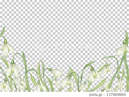 Spring Snowdrops watercolor horizontal border on isolated background. White Galanthus flower frame with copy space for text. Floral composition for greeting card, wedding invitation, packaging. 137069660