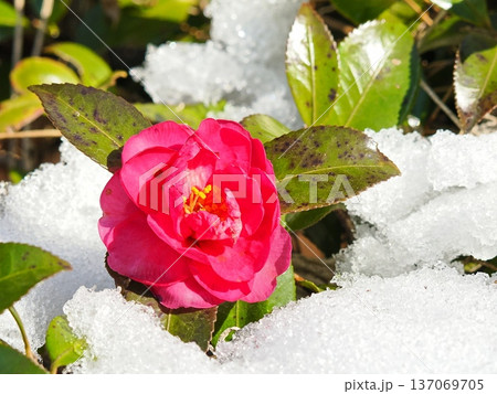 雪の中に咲く赤い山茶花 137069705