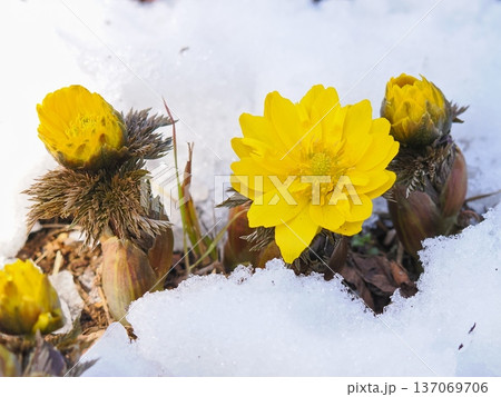 雪の中に咲く福寿草 137069706